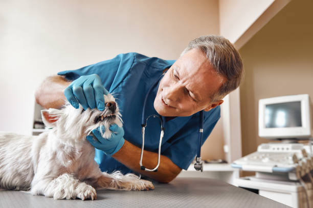 Best 24-Hour Emergency Dentist in South Laurel, MD